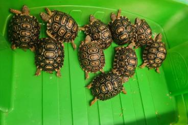 Schildkröten  kaufen und verkaufen Foto: Stigmochelys pardalis babcocki 0,0,10