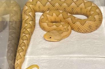 Venomous snakes kaufen und verkaufen Photo: Vipera ammodytes meridionalis ALBINO T+