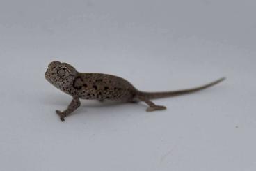 Chamäleons kaufen und verkaufen Foto: Sell Furcifer viridis CB 2025 Chamäleons kaufen und verkaufen Foto: Sell Furcifer viridis CB 2025
