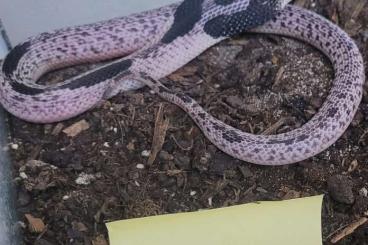 Venomous snakes kaufen und verkaufen Photo: Naja siamensis aus 08/2023