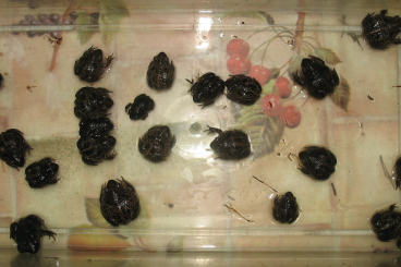 Frösche  kaufen und verkaufen Foto: Pelobates fuscus Knoblauchkröte