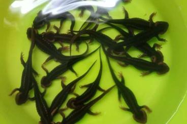 Newts kaufen und verkaufen Photo: Tylototriton verrucosus Geknöpfter Burma Krokodilmolch