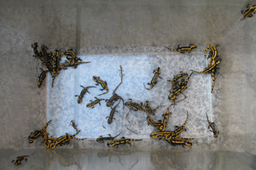 salamanders kaufen und verkaufen Photo: Salamandra s. terrestris, Feuersalamander salamanders kaufen und verkaufen Photo: Salamandra s. terrestris, Feuersalamander