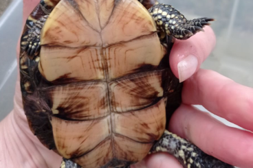Sumpfschildkröten kaufen und verkaufen Foto: Emys orbicularis / Europäische Sumpfschildkröte Sumpfschildkröten kaufen und verkaufen Foto: Emys orbicularis / Europäische Sumpfschildkröte