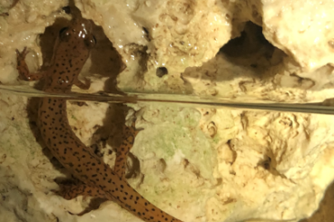 newts and salamanders kaufen und verkaufen Photo:                      Eurycea Lucifuga 