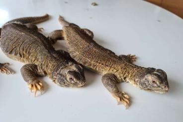 Agamen kaufen und verkaufen Foto: Saara hardwickii (uromastyx hardwickii)