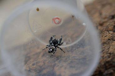 Spiders and Scorpions kaufen und verkaufen Photo: Phidippus audax bryante form