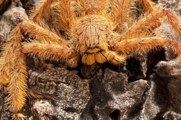 Spinnen und Skorpione kaufen und verkaufen Foto: Heropoda davidbowie and other true spider