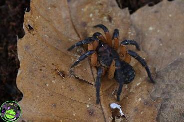 echte Webspinnen kaufen und verkaufen Foto: Liphistius ornatus, heteropoda davidbowie and other
