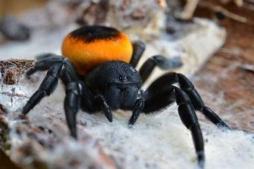 Spiders and Scorpions kaufen und verkaufen Photo: Phidippus, Eresus and more