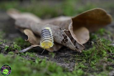 Insects kaufen und verkaufen Photo: Offer for hamm -15% in all website for the pre-orders !