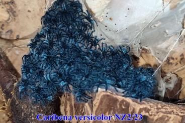 Vogelspinnen kaufen und verkaufen Foto: Für Hamm Caribena versicolor N1