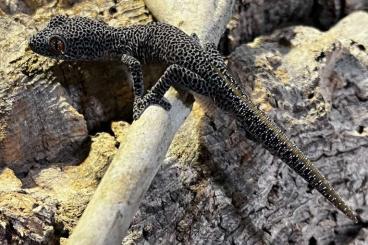 Lizards kaufen und verkaufen Photo: Strophurus taenicauda CB 2024 Lizards kaufen und verkaufen Photo: Strophurus taenicauda CB 2024
