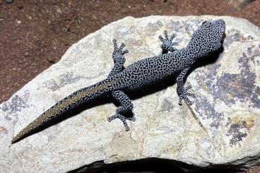 Lizards kaufen und verkaufen Photo: Strophurus taenicauda (Houten) Lizards kaufen und verkaufen Photo: Strophurus taenicauda (Houten)