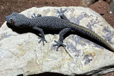 Echsen kaufen und verkaufen Foto: Strophurus taenicauda CB 2024 Echsen kaufen und verkaufen Foto: Strophurus taenicauda CB 2024
