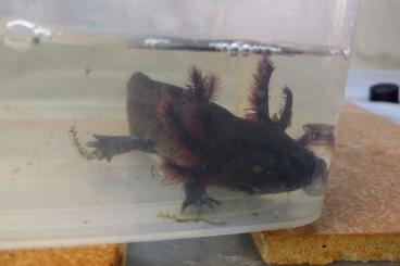 Molche kaufen und verkaufen Foto: Ambystoma andersoni Nachzuchten 