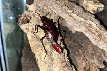 Insekten kaufen und verkaufen Foto: Archiblatta hoeveni, CB nymphs