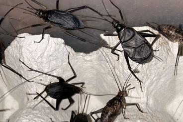 Insects kaufen und verkaufen Photo: Homoeogryllus xanthographus (Äthiopische "Singgrille")
