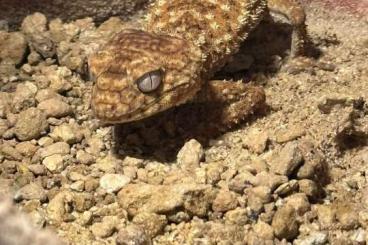Geckos kaufen und verkaufen Foto: Nephrurus Amyae adult zur Abgabe Geckos kaufen und verkaufen Foto: Nephrurus Amyae adult zur Abgabe