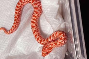 Schlangen kaufen und verkaufen Foto: Heterodon nasicus extreme red albino