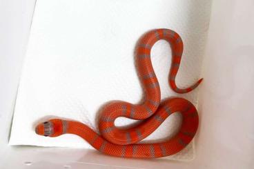 Schlangen kaufen und verkaufen Foto: Lampropeltis Hondurensis super hypo vanishing extreme line