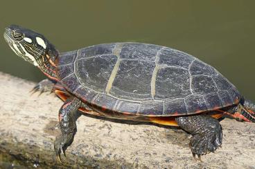 Sumpfschildkröten kaufen und verkaufen Foto: Looking for Chrysemys picta picta