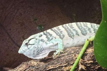 other lizards kaufen und verkaufen Photo: Polychrus marmoratus almost adult pair other lizards kaufen und verkaufen Photo: Polychrus marmoratus almost adult pair