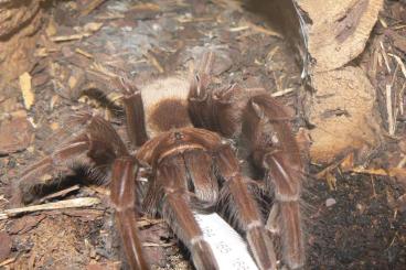 Spinnen und Skorpione kaufen und verkaufen Foto: 0.0xx A.geniculata / C.cyaneopubescens