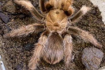 Spinnen und Skorpione kaufen und verkaufen Foto: Peru , Arizona ……………………!!!!