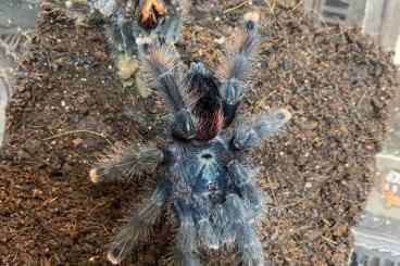 Spinnen und Skorpione kaufen und verkaufen Foto: Theraphosa  …B.Guyana ………….