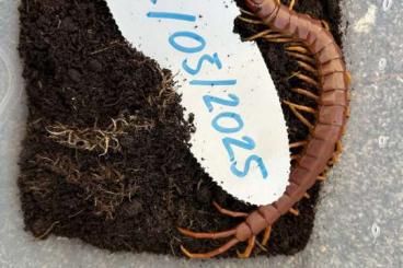 Spiders and Scorpions kaufen und verkaufen Photo: Scolopendra Hispaniola Kenya ………….. Spiders and Scorpions kaufen und verkaufen Photo: Scolopendra Hispaniola Kenya …………..