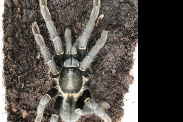 Spinnen und Skorpione kaufen und verkaufen Foto: Cyriopagopus aus Thailand 