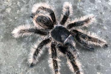 Spinnen und Skorpione kaufen und verkaufen Foto: Brachypelma auratum und andere …….