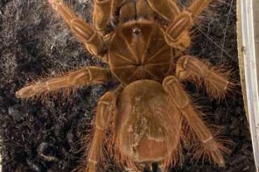 Spinnen und Skorpione kaufen und verkaufen Foto: Grammostola pulchra         
