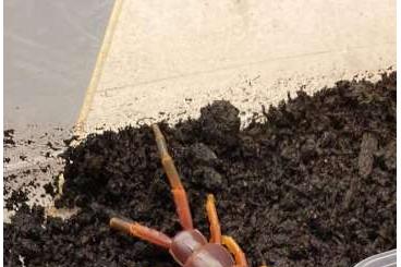 Spiders and Scorpions kaufen und verkaufen Photo: Scolopendra Peru            