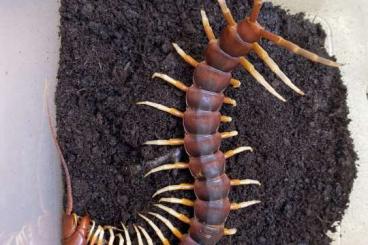 Spinnen und Skorpione kaufen und verkaufen Foto: Scolopendra Peru …..…………!