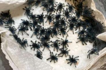 Spinnen und Skorpione kaufen und verkaufen Foto: Peru , Nz  für Übergabe Hamm 