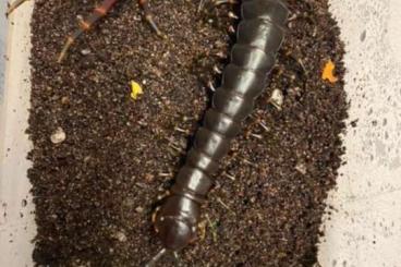 Spiders and Scorpions kaufen und verkaufen Photo: Scolopendra gigantea ....