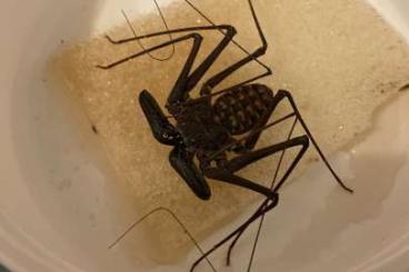 Spinnen und Skorpione kaufen und verkaufen Foto: Scolopendra gigantea ………………