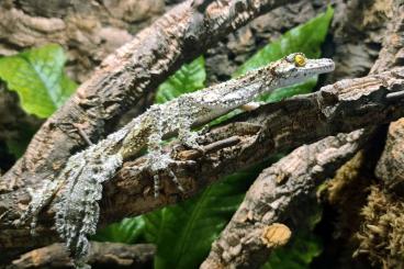 Echsen  kaufen und verkaufen Foto: Searching for Australian geckos. 