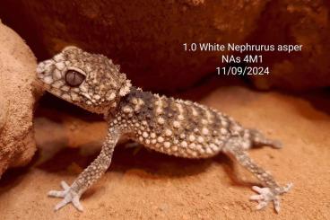 Echsen kaufen und verkaufen Foto: Few surplus geckos available Echsen kaufen und verkaufen Foto: Few surplus geckos available
