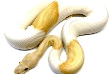 Schlangen kaufen und verkaufen Foto: Königspythons/Ballpythons Schlangen kaufen und verkaufen Foto: Königspythons/Ballpythons