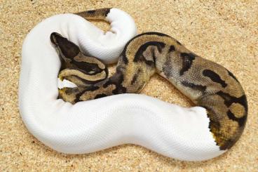 Ball Pythons kaufen und verkaufen Photo: Adulte Königspython Zuchttiere