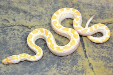 Boas kaufen und verkaufen Foto: ### Albino Regenbogenboa ### Boas kaufen und verkaufen Foto: ### Albino Regenbogenboa ###