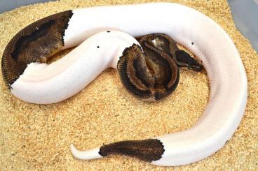 Königspythons kaufen und verkaufen Foto: ### Adulte Königspython Zuchttiere ###