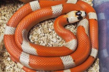Colubrids kaufen und verkaufen Photo: ### Honduras Königsnatter ###