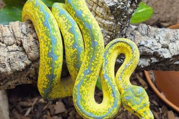 Pythons kaufen und verkaufen Foto: ### High Yellow Baumpythons ### Pythons kaufen und verkaufen Foto: ### High Yellow Baumpythons ###