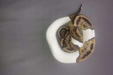 Ball Pythons kaufen und verkaufen Photo: Bestandaufgabe aus Gesundheit- und zeitlichen Gründen