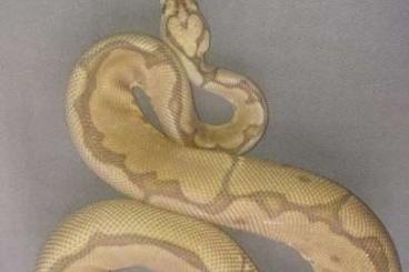 Ball Pythons kaufen und verkaufen Photo: Bestandaufgabe aus Gesundheit- und zeitlichen Gründen