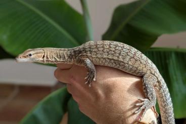 Warane kaufen und verkaufen Foto: Varanus tristis orientalis 